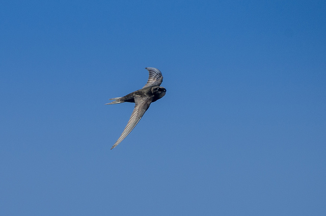 Foto: Gierzwaluw van Krispijn Scholte - Flickr