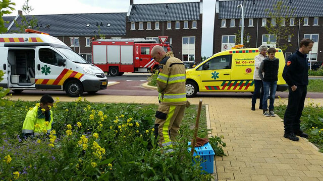 Foto: Dieenambulance Zwolle - Dierenambulance Zwolle komt in actie om kat te redden uit duiker in Stadshagen