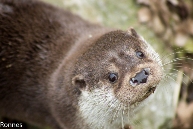 Foto: Otter - Ronnes Jacobs CC Flickr. com